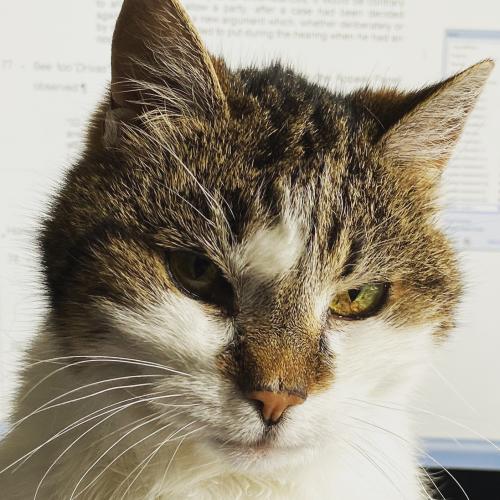 pet-euthanasia-at-home-near-you-in-australia-cats-dogs-more